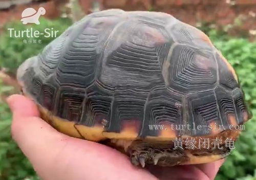 龟咋的龟怎么组词