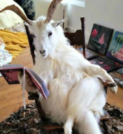 扬起的羊可以怎么组词 扬起的羊可以怎么组词