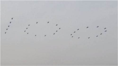 像老鹰的鹰字怎么组词