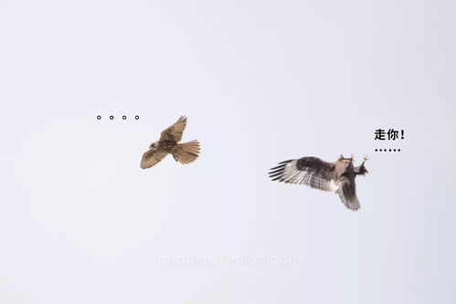 像老鹰的鹰字怎么组词