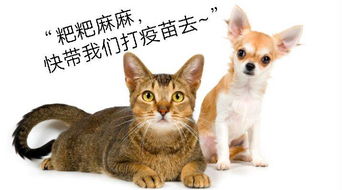 从你的宠物怎么组词