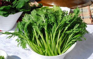 一百茼蒿怎么组词