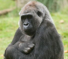 大猩猩的猩怎么组词