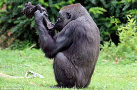 大猩猩的猩怎么组词