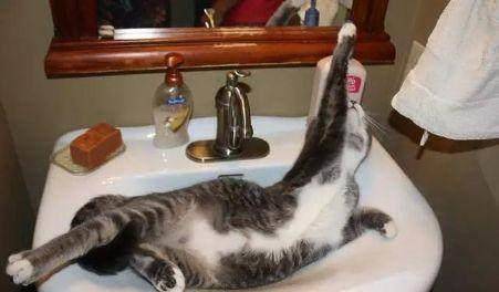 猫怎么写组词啊