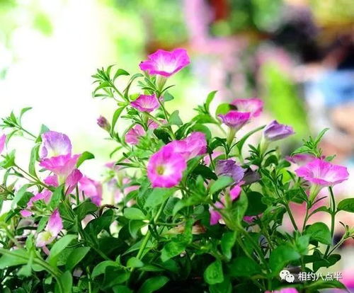 歌曲歌曲怎么组词