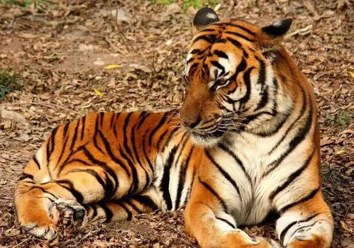 小度老虎老虎怎么组词