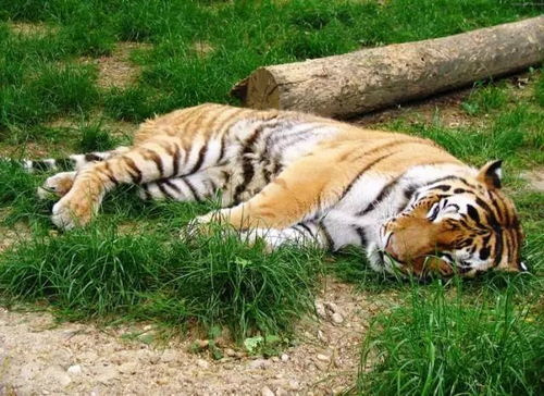 小度老虎老虎怎么组词