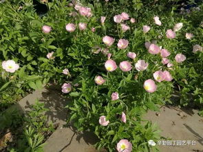 荒野的花还可以怎么组词