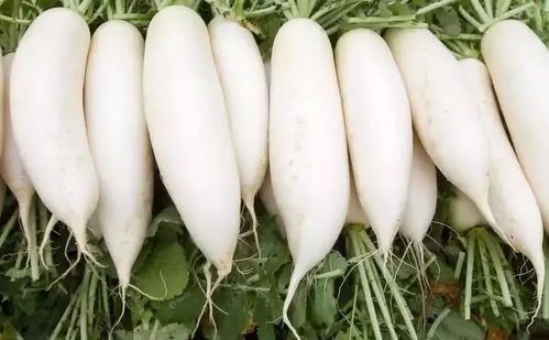 白萝卜的组词怎么写