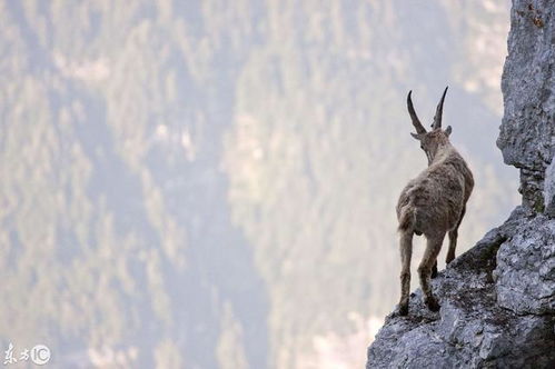 山羊的山怎么组词的
