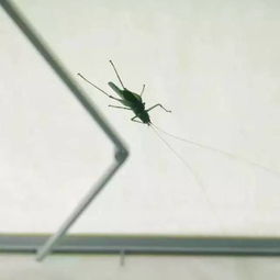 荡秋千石怎么组词