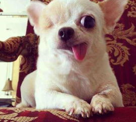 屋里哇啦的屋里怎么组词