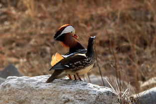 春日里的鸳鸯怎么组词