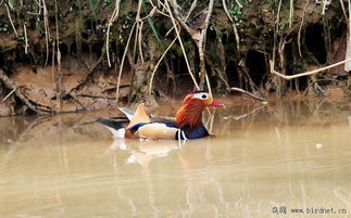 春日里的鸳鸯怎么组词