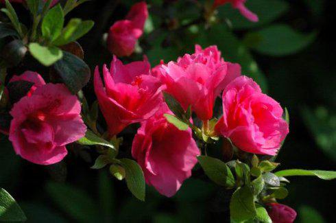 杜鹃的杜怎么组词 杜鹃的杜怎么组词