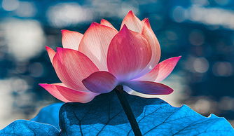 脸怎么组词莲花 脸怎么组词莲花