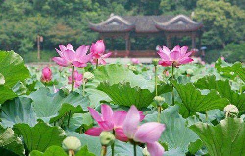 脸怎么组词莲花 脸怎么组词莲花