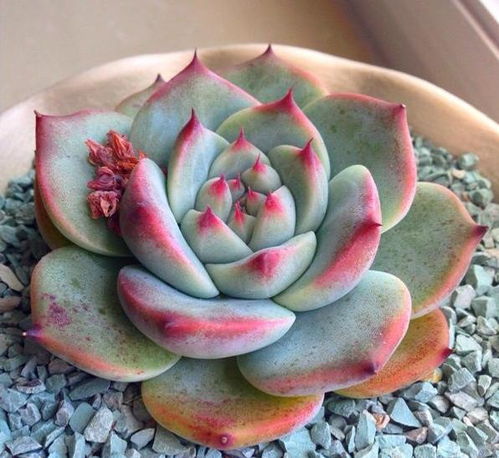 小度心怎么组词语