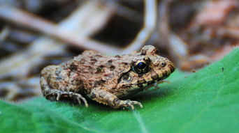 蛙的组词有哪些