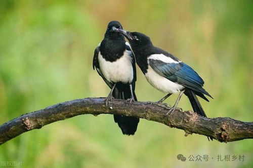 喜鹊的那个却怎么组词