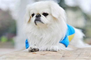 狗的组词怎么了