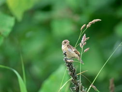 鸟鸣的鸣组词 鸟鸣的鸣组词
