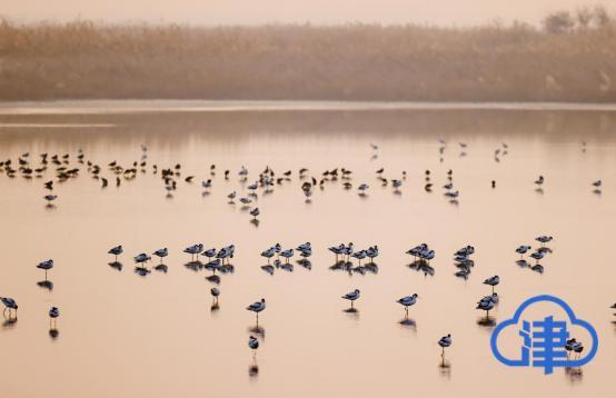 鸟鸣的鸣组词 鸟鸣的鸣组词