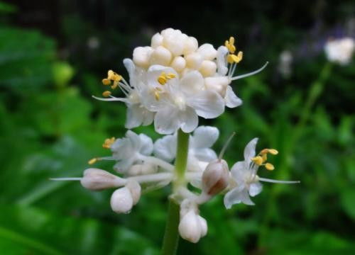 植物我琢琢怎么组词