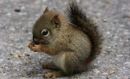 松鼠的声音怎么组词呀