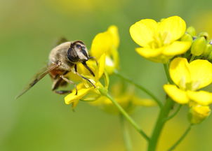 蜜蜂的蜂能怎么组词 蜜蜂的蜂能怎么组词