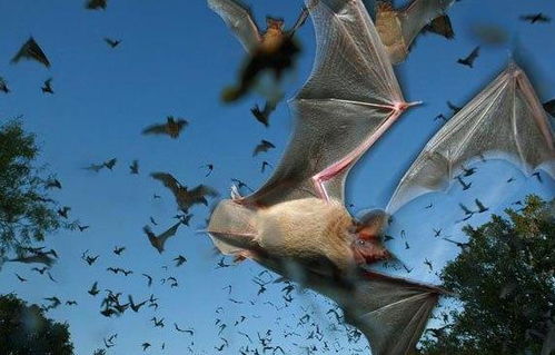 蝙蝠的蝠怎么组词a