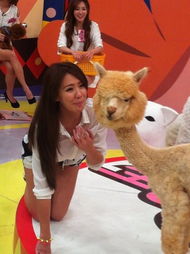 瑶瑶的羊怎么组词