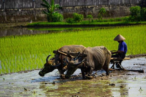 耕田的耕怎么组词