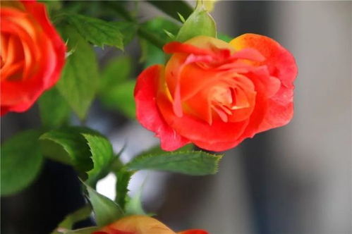 鲜花的鲜香怎么组词 鲜花的鲜香怎么组词