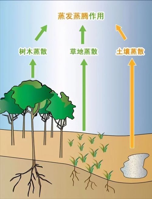栽树的栽怎么组词又跑了