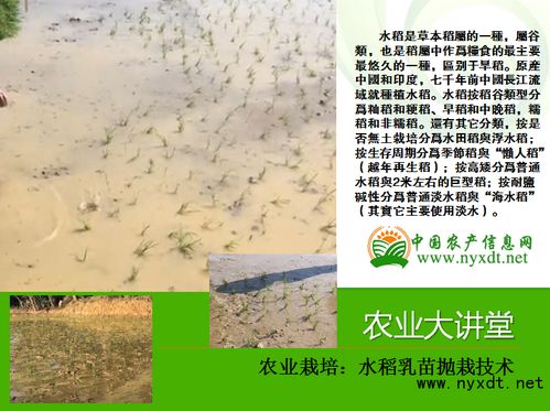 栽栽种的栽怎么组词