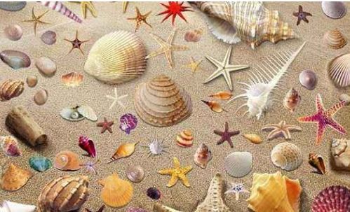 贝壳可爱怎么组词