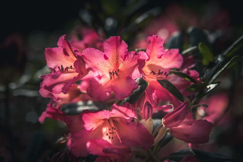 藤萝组词怎么组 藤萝组词怎么组