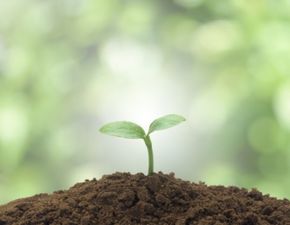 藤萝组词怎么组 藤萝组词怎么组