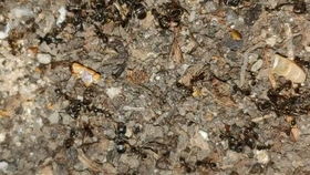 巢槽怎么组词 巢槽怎么组词