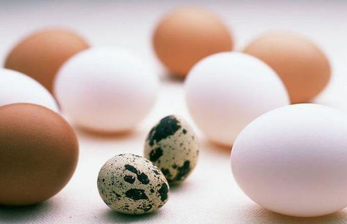 鹌鹑蛋可以怎么组词