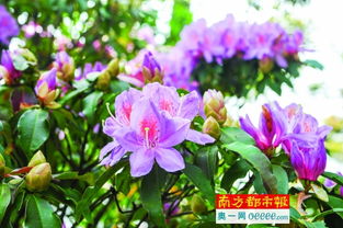 杜鹃的杜要怎么组词