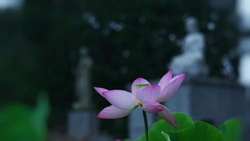 写荷花的组词怎么写呀