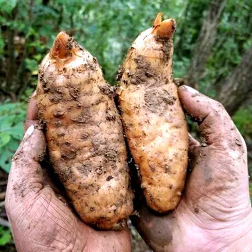 新鲜天麻怎么组词 新鲜天麻怎么组词