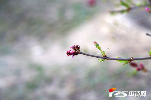 芬芳这两个怎么组词