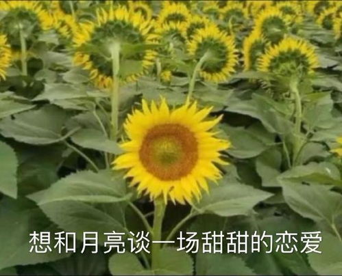 葵花的葵怎么组词造句