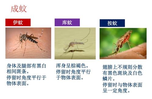 蚊子的蚊组词