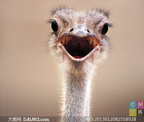 鸵鸟的图组词怎么写