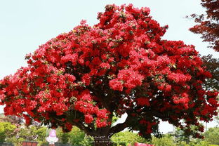 杜鹃的圈该怎么组词